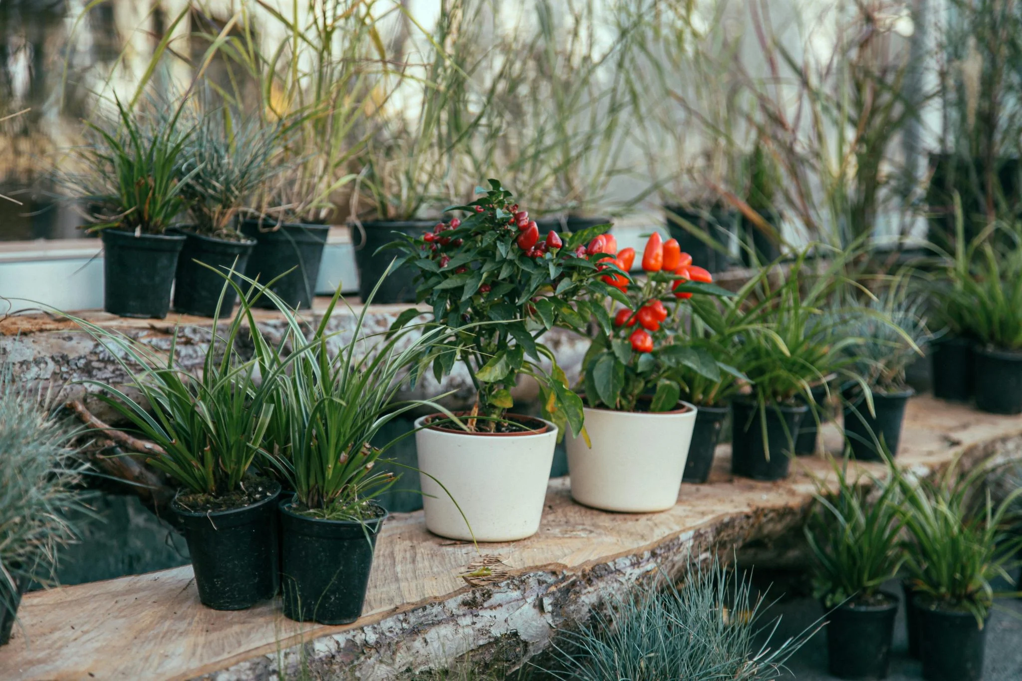 a group of potted plants on a log